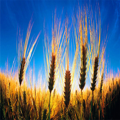 厂家批发荞麦 特级带壳荞麦 玖阳优质精选荞麦米 饲料农作物荞麦种子