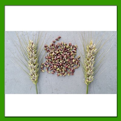 弭科优质彩色小麦种子批发图片_高清图_细节图-乐陵市弭科农作物种植专业合作社